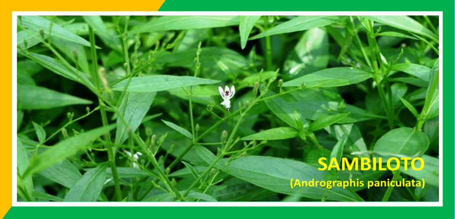 Khasiat Sambiloto Obati Selesma